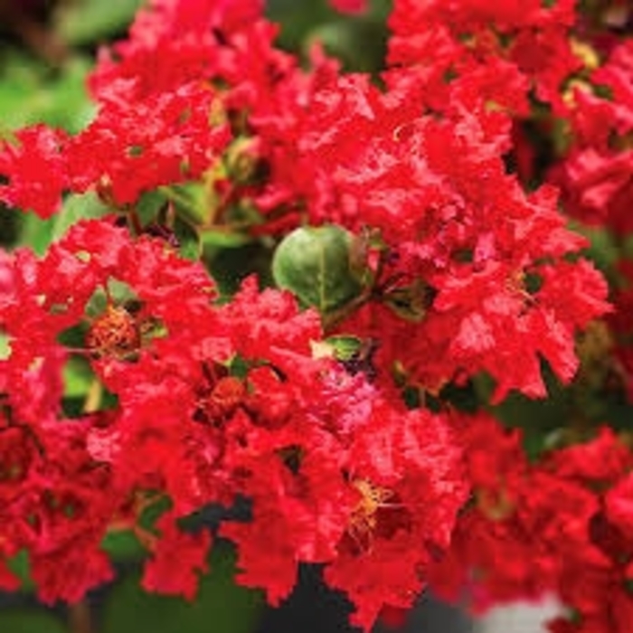 Crape Myrtle - 'Bellini Strawberry' from WNLKG Wildwood Nursery LKG