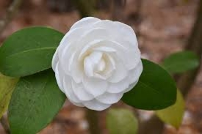 Camellia - 'Nuccio's Gem' from WNLKG Wildwood Nursery LKG