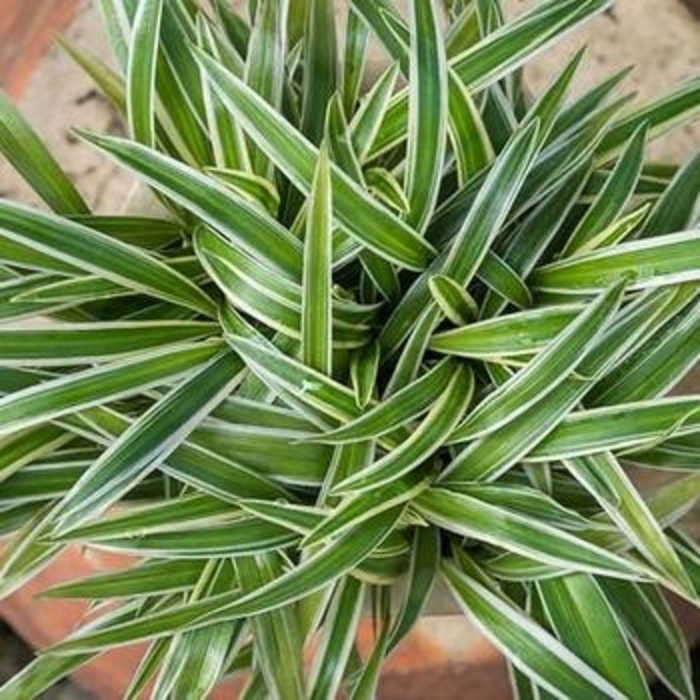 Spider Plant - Chlorophytum comosum from WNLKG Wildwood Nursery LKG