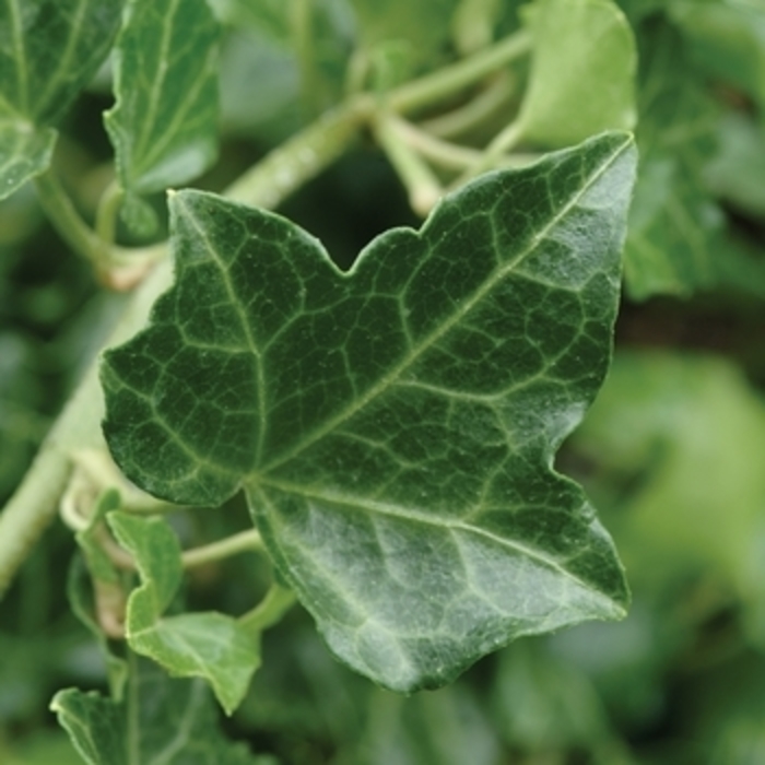 Ivy - Variety from WNLKG Wildwood Nursery LKG