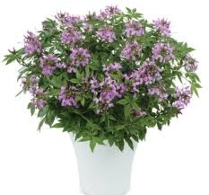 Cleome - 'Clio Magenta' from WNLKG Wildwood Nursery LKG