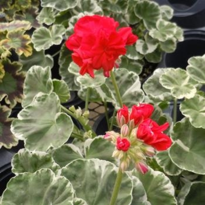Geranium - 'Wilhelm Langguth' from WNLKG Wildwood Nursery LKG