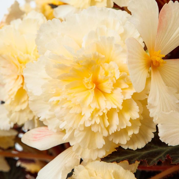 Begonia iCandy&trade; - Begonia hybrida from WNLKG Wildwood Nursery LKG
