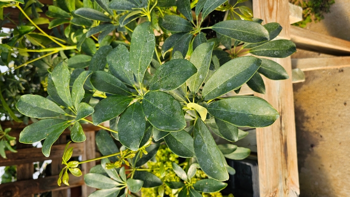 Dwarf Umbrella Plant - Schefflera arboricola from WNLKG Wildwood Nursery LKG