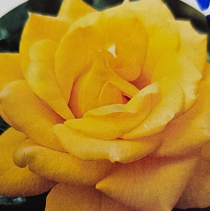 Rose 'Henry Fonda' - Hybrid Tea from WNLKG Wildwood Nursery LKG