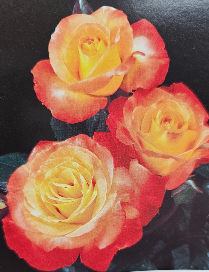 Rose 'Chihuly' - floribunda from WNLKG Wildwood Nursery LKG