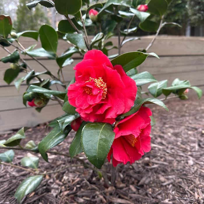 Camellia japonica - 'Kramer's Supreme' from WNLKG Wildwood Nursery LKG
