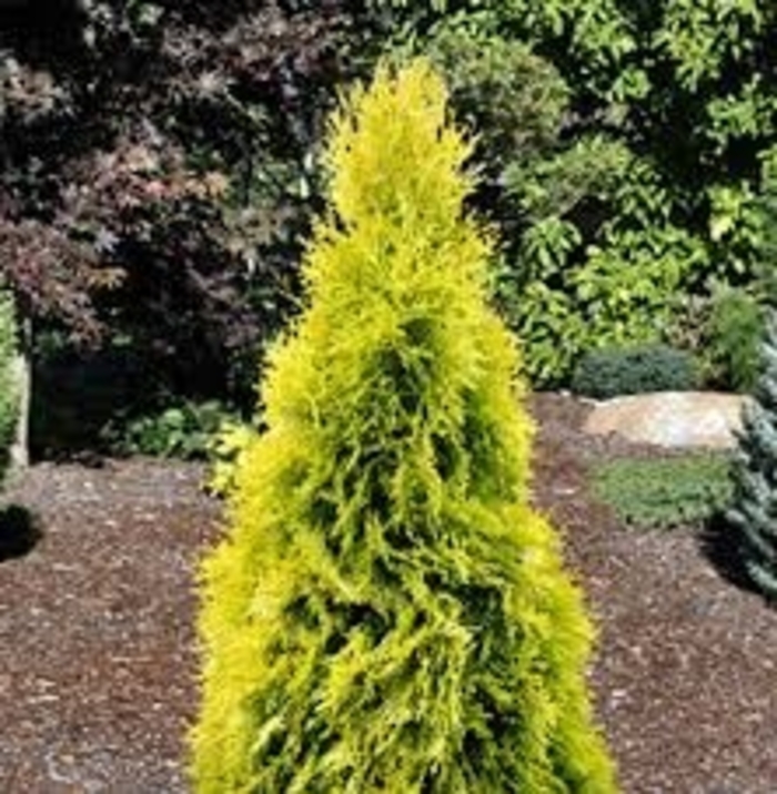Arborvitae 'Jantar' - Thuja 'Jantar' from WNLKG Wildwood Nursery LKG