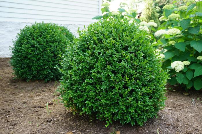 'NewGen Independence&reg;' - Buxus (Boxwood) from WNLKG Wildwood Nursery LKG