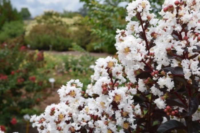 Crape Myrtle - Lunar Magic from WNLKG Wildwood Nursery LKG