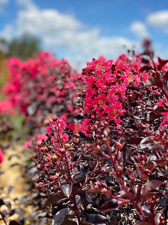Crape Myrtle - Midnight Magic from WNLKG Wildwood Nursery LKG