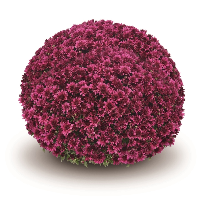 Garden Mum - Arluno Purple from WNLKG Wildwood Nursery LKG