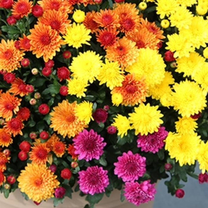 Garden Mum - Combo 07 from WNLKG Wildwood Nursery LKG