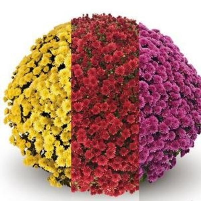 Garden Mum - Combo 20 from WNLKG Wildwood Nursery LKG