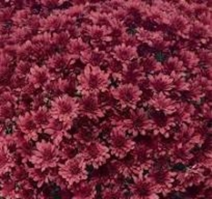 Garden Mum - Arluno Red from WNLKG Wildwood Nursery LKG