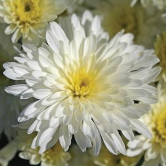 Garden Mum - Bertha from WNLKG Wildwood Nursery LKG