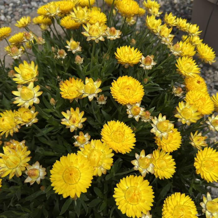 Strawflower - assorted colors from WNLKG Wildwood Nursery LKG