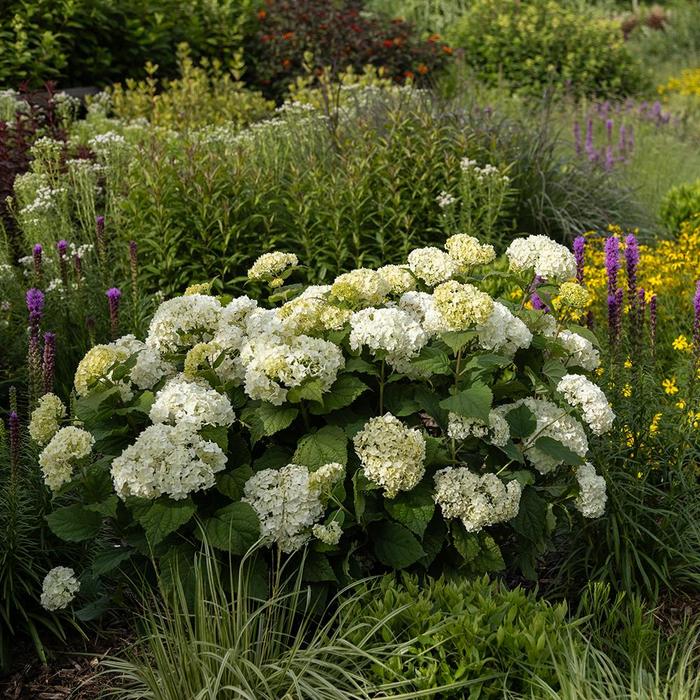 FlowerFull™ Smooth Hydrangea - Hydrangea arborescens from WNLKG Wildwood Nursery LKG