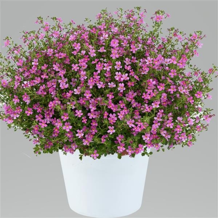 Jamesbrittenia - assorted colors from WNLKG Wildwood Nursery LKG