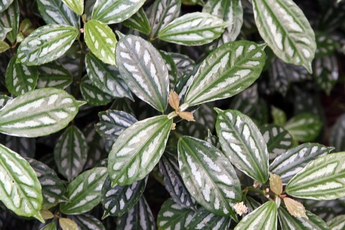 Aluminum plant - Pilea from WNLKG Wildwood Nursery LKG
