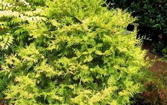 'Vintage Gold' Falsecypress - Chamaecyparis pisifera from WNLKG Wildwood Nursery LKG