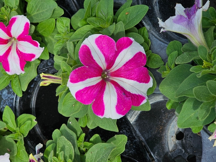 Petunia Skybox Rose Star - from WNLKG Wildwood Nursery LKG