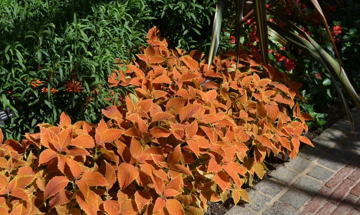 Coleus – Adding Color to Your Garden