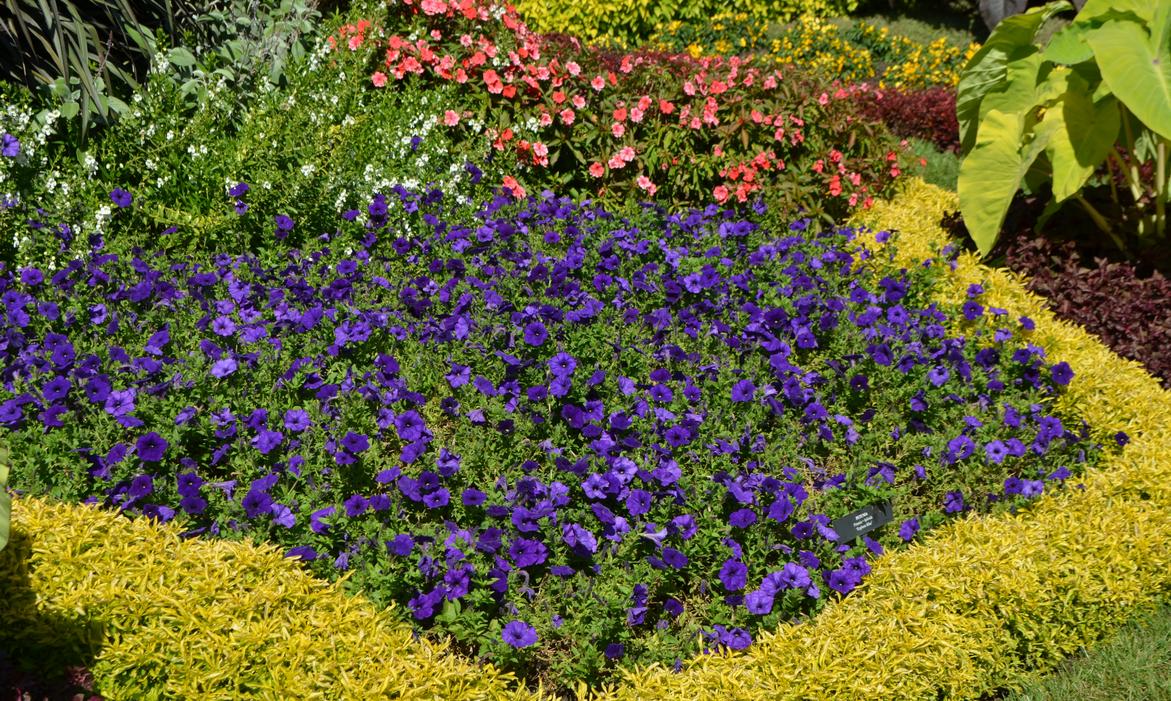 Quick Tips on Using Color in the Garden