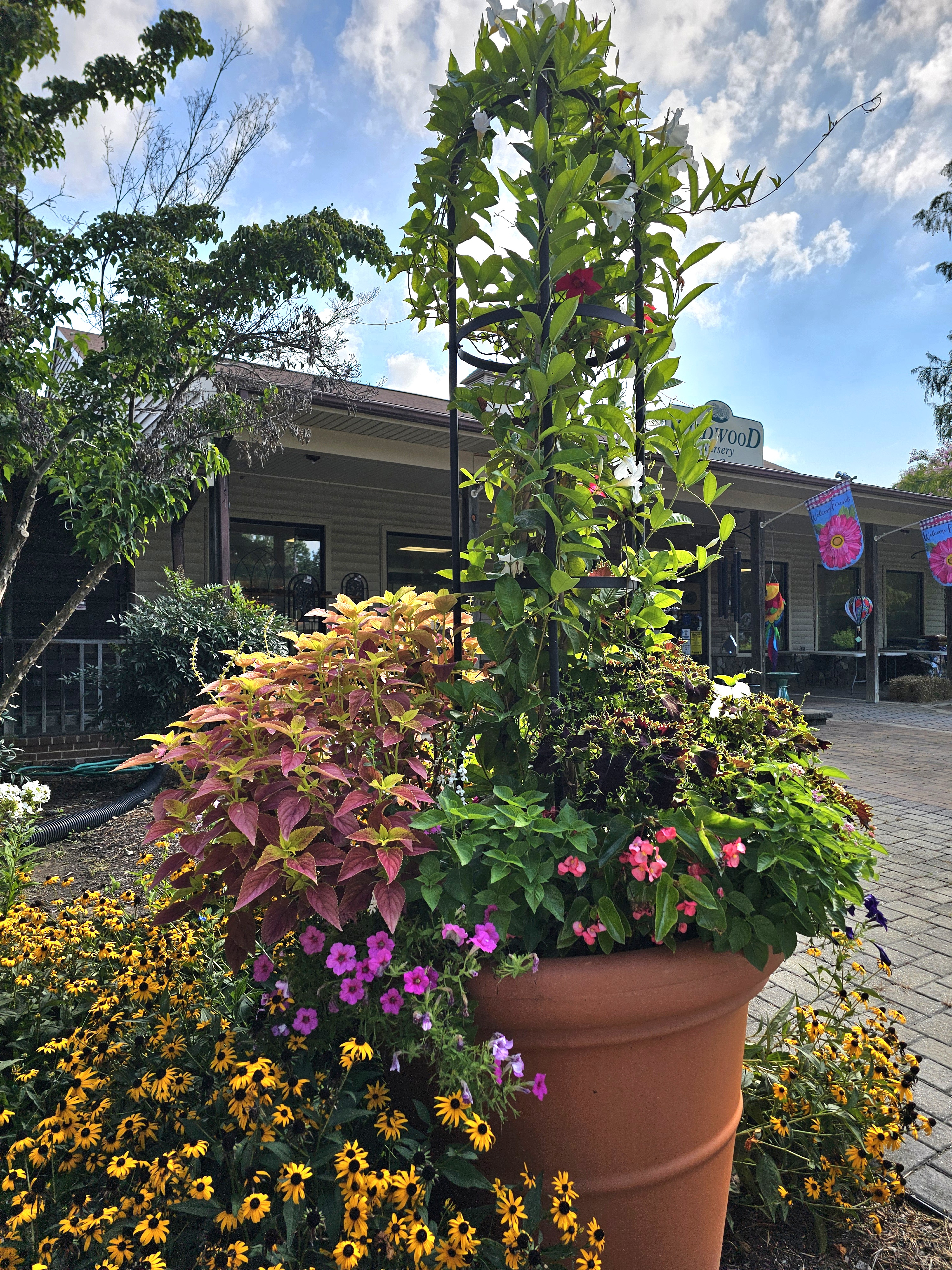 Summer Care for Annuals