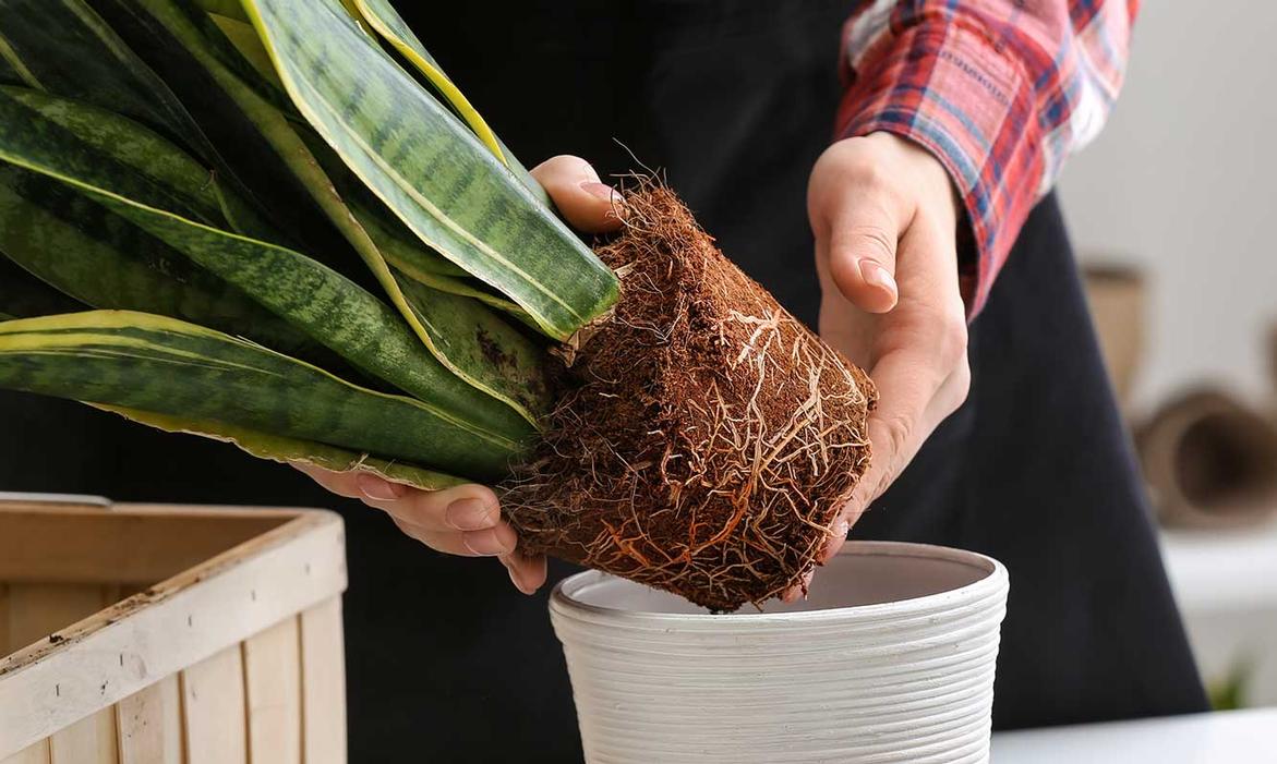 A Guide to Repotting Your Houseplants