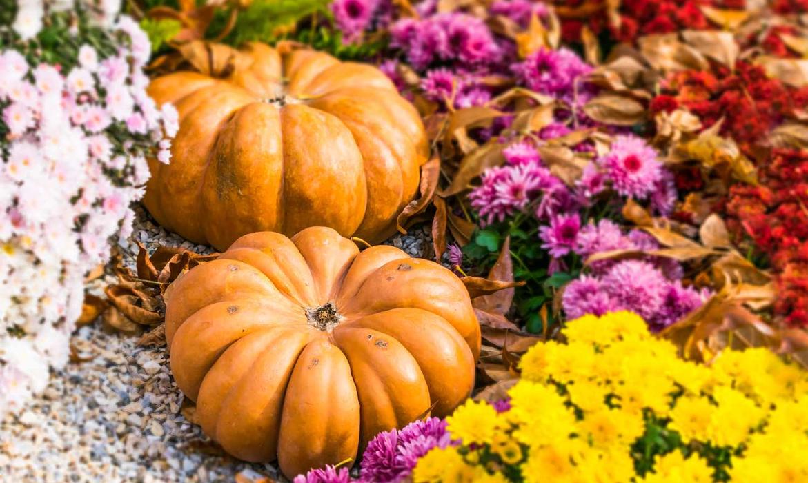 Top Picks for Your Autumn Garden