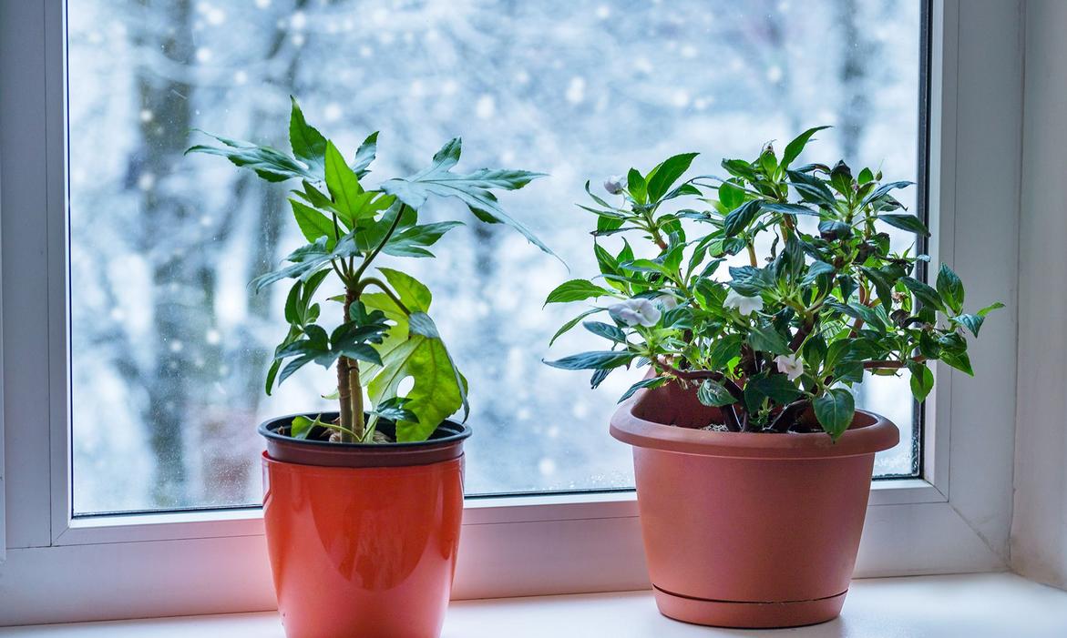 How to Keep Your Houseplants Happy in Winter