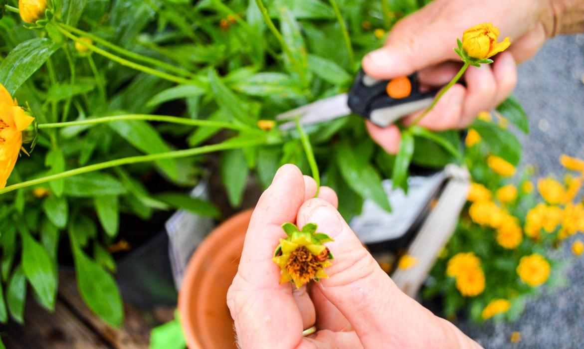 Deadheading 101: Why It Keeps Your Flowers Blooming