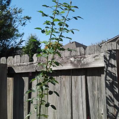 Winter Rose Care