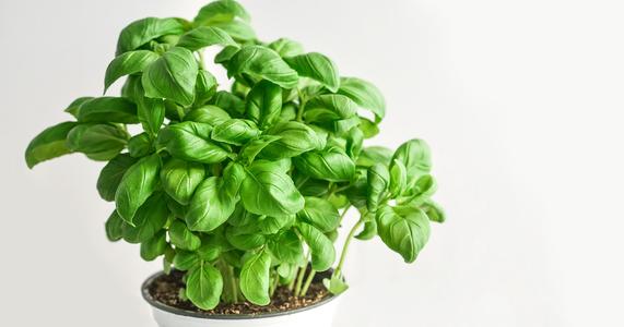Growing and Using Herbs, part 1: Basil