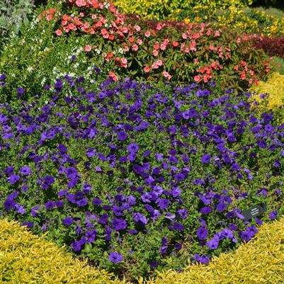 Quick Tips on Using Color in the Garden