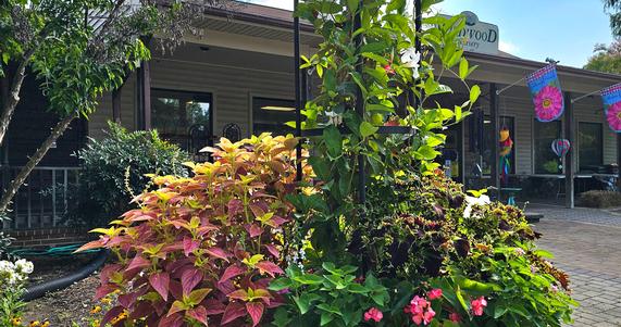 Summer Care for Annuals