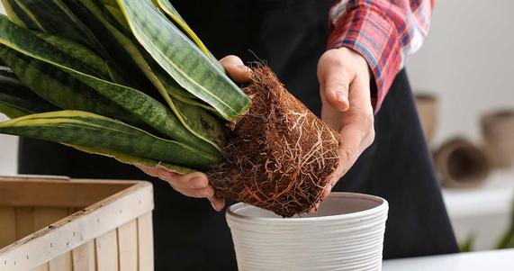A Guide to Repotting Your Houseplants