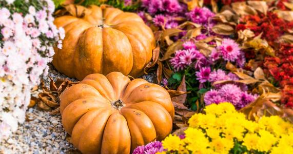 Top Picks for Your Autumn Garden