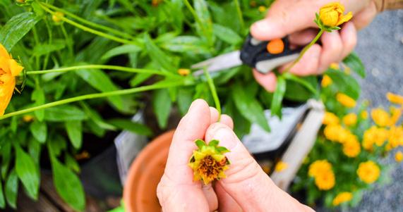 Deadheading 101: Why It Keeps Your Flowers Blooming