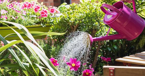 How To Keep Your Garden Thriving During Summer Heat