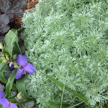 'Silver Mound' - Artemisia 'Silver Mound' - Artemisia