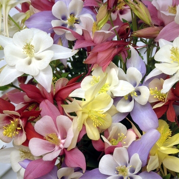Aquilegia - Columbine Aquilegia - Columbine