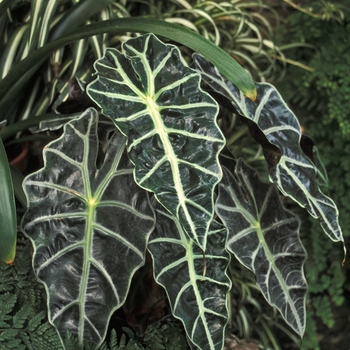 'Polly' - Alocasia amazonica 'Polly' - Alocasia amazonica