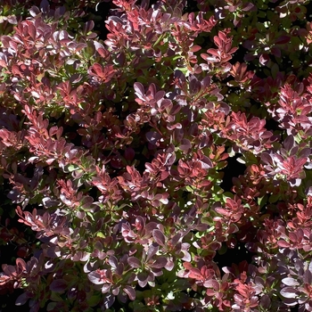 'Crimson Pygmy' - Barberry 'Crimson Pygmy' - Barberry