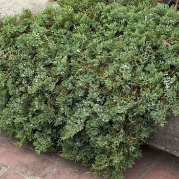 'Blue Rug' - Juniper 'Blue Rug' - Juniper