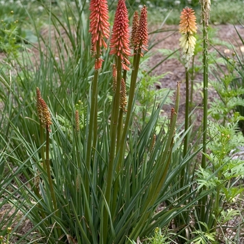 Kniphofia uvaria - 'Flamenco Mix' Red Hot Poker Kniphofia uvaria - 'Flamenco Mix' Red Hot Poker