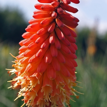 'Alcazar' - Red Hot Poker 'Alcazar' - Red Hot Poker