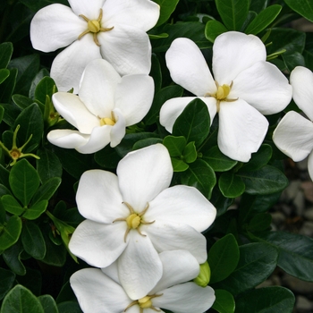 'Kleim's Hardy' - Gardenia 'Kleim's Hardy' - Gardenia