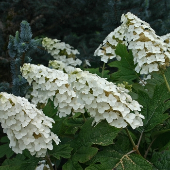Hydrangea quercifolia - 'Snow Queen' Oakleaf Hydrangea